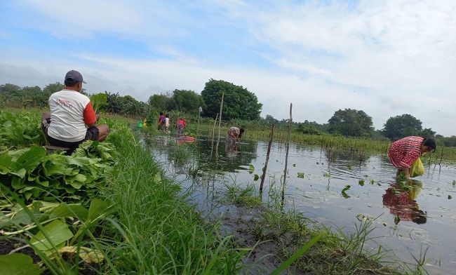 Soal Lahan Petani yang Dilanda Banjir, Ini Kata Dinas TPHP Kobar