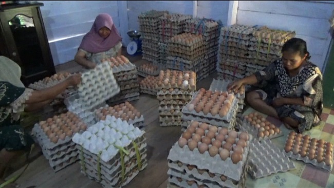 Harga Telur Lokal di Kobar Anjlok, Peternak: Kami Rugi! Harga Pakan Tidak Ikut Turun