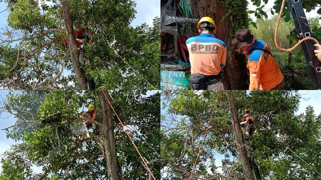 Buat Resah Warga Arsel, Pohon Mahoni ini Berhasil Ditebang Petugas