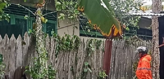 Cuaca Ekstrem Awal Tahun, SDLB di Pangkalan Bun Ketiban Pohon Tumbang