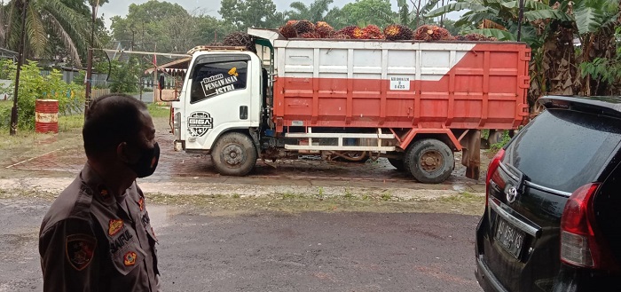 Mandor yang Jadi Otak Pencurian Sawit Terus Diburu Polisi