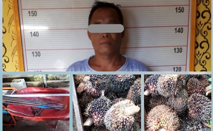 Kepergok Curi Sawit, Pria Raja Seberang ini Diringkus Polisi