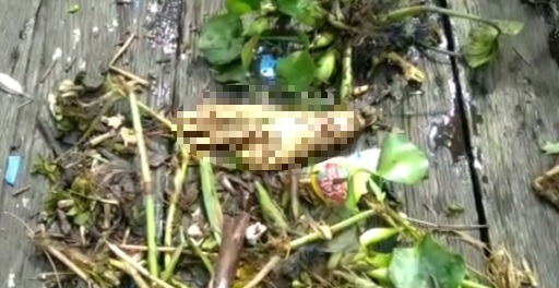 Potongan Tangan yang Ditemukan di Sungai Arut Ternyata Bukan Punya Manusia, Tapi…
