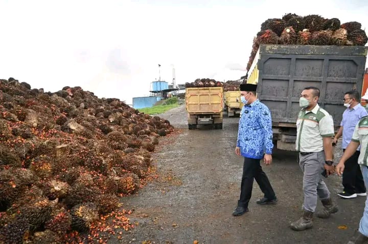 Bupati Lamandau Kunjungi Perusahaan Sawit Usai Petani Keluhkan Harga TBS yang Turun Drastis