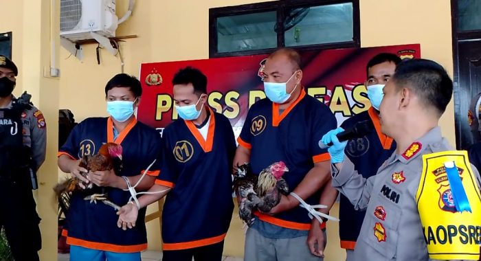 Polisi Gerebek Arena Judi Sabung Ayam di Pangkalan Banteng, Empat Pria Ditangkap