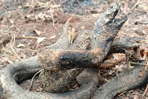 Seekor Kobra Jadi Korban Karhutla di Jalan Pramuka Sampit