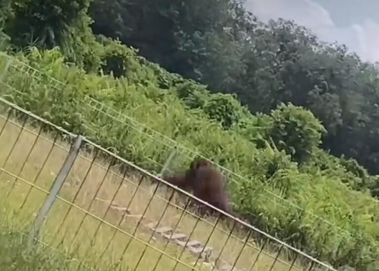 Memasuki - Satu individu Orangutan memasuki area Bandar Udara H Asan Sampit. (Foto: Istimewa)