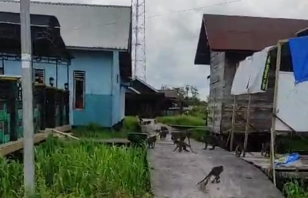 Warga Panik, Puluhan Monyet Serbu Permukiman di Kotawaringin Barat