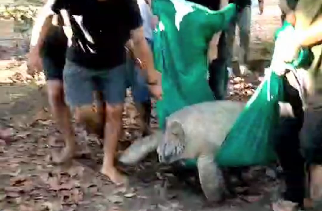 Warga dan Lembaga Konservasi Evakuasi Penyu Hijau Terdampar di Sungai Gudang