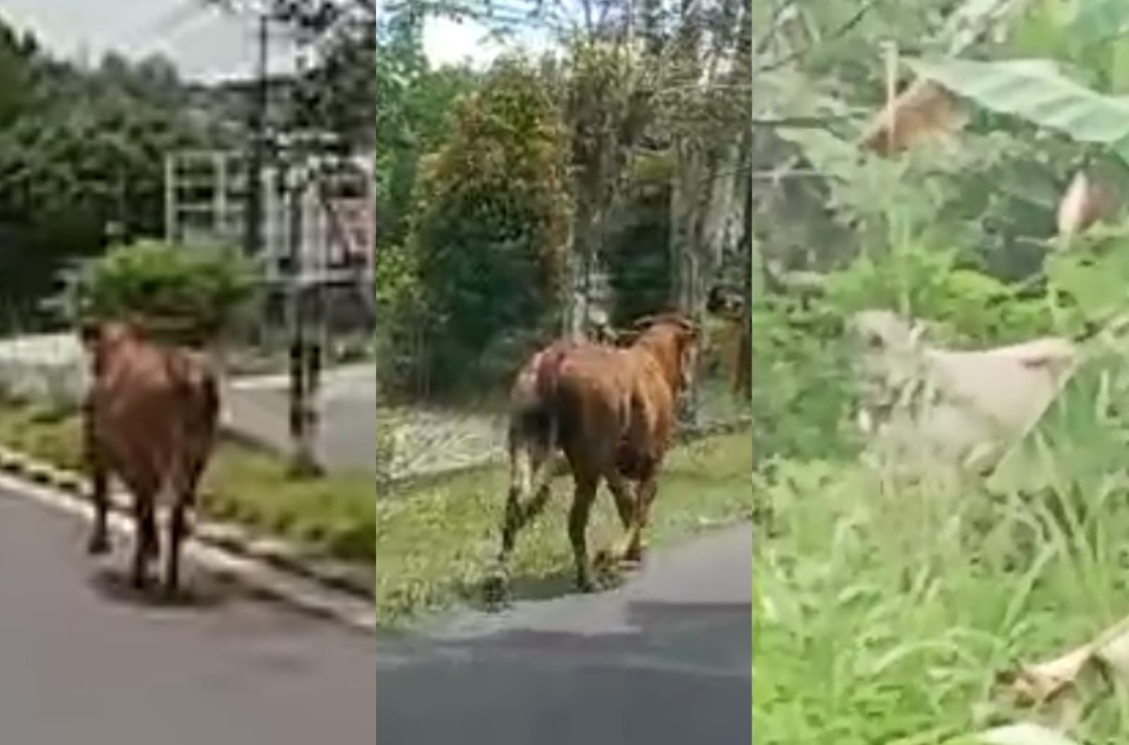 Kawanan Sapi Lepas Mengamuk di Madurejo: Warga Luka, Kerusakan Motor dan Rumah, Satu Sapi Dihentikan di Pangkalan Udara Pangkalan Bun