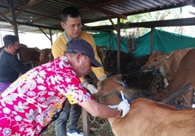 Dukung Peternakan Berkelanjutan, Distan Kobar Gencarkan Layanan Keswan