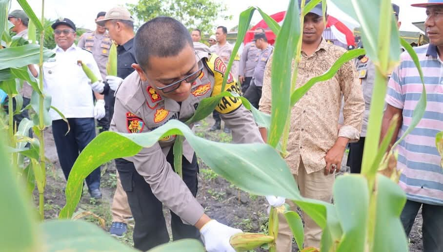 Polres Kobar Gelar Panen Raya Jagung Perdana di Sungai Tendang