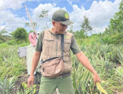 BKSDA Sampit Sampaikan Hal Ini Jika Bertemu Buaya di Sungai