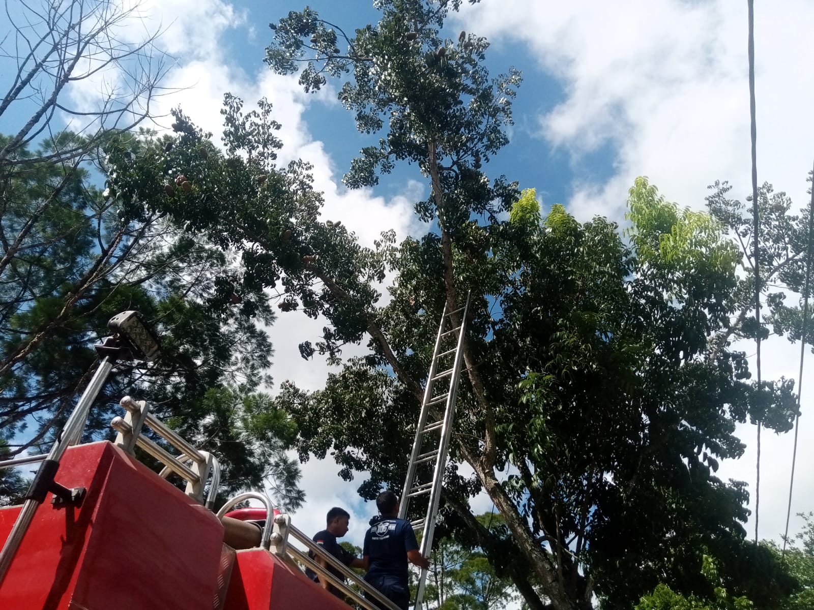 Meong… Damkar Kobar Selamatkan Kucing yang Ketakutan Usai Panjat Pohon 14 Meter
