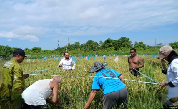 Panen Padi Gunung Wijaya: Bukti Kemandirian dan Gotong Royong Petani Mendawai