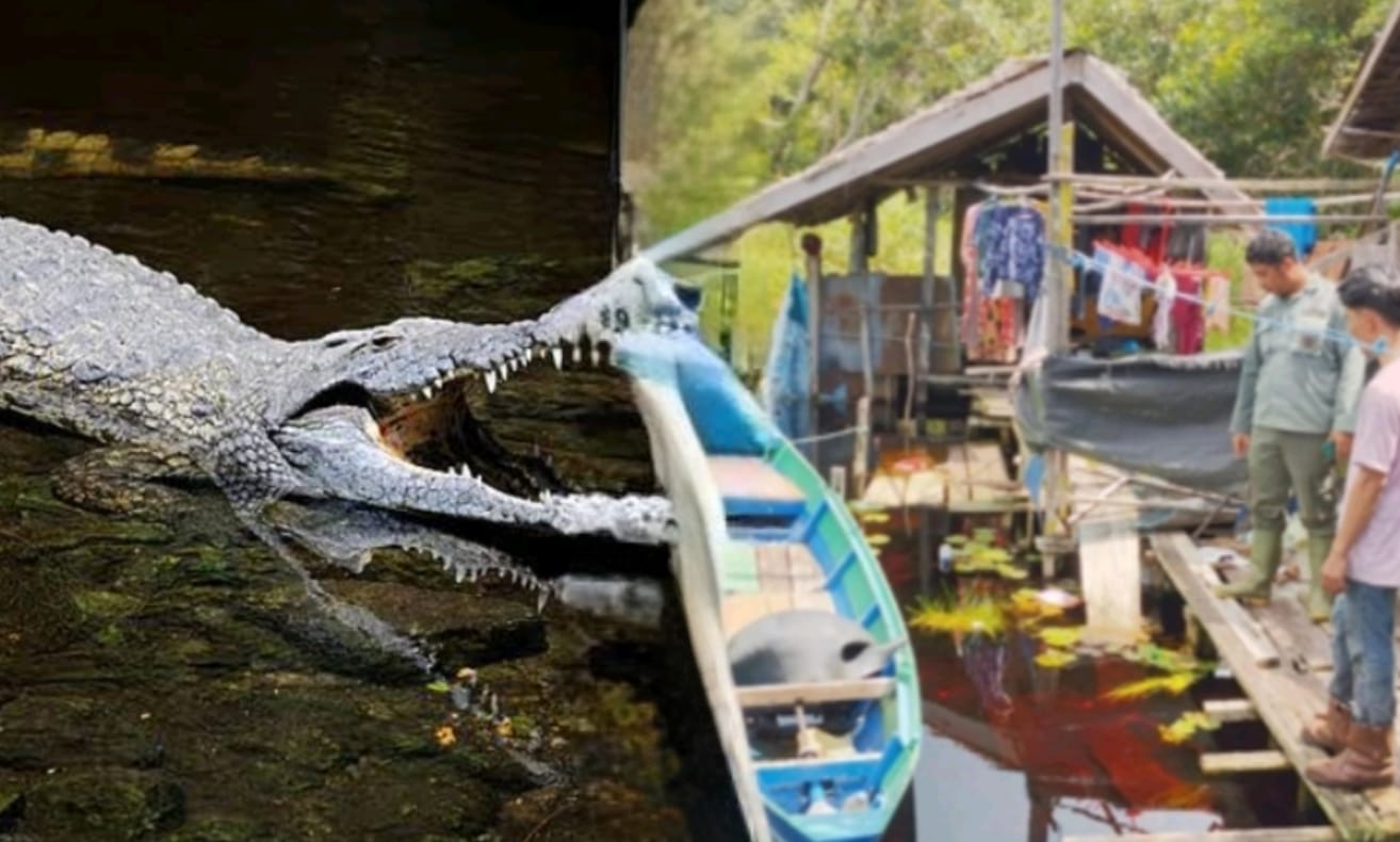 Dikira Biawak, Ternyata Buaya! Nenek di Kumai Nyaris Tewas Saat Berwudhu