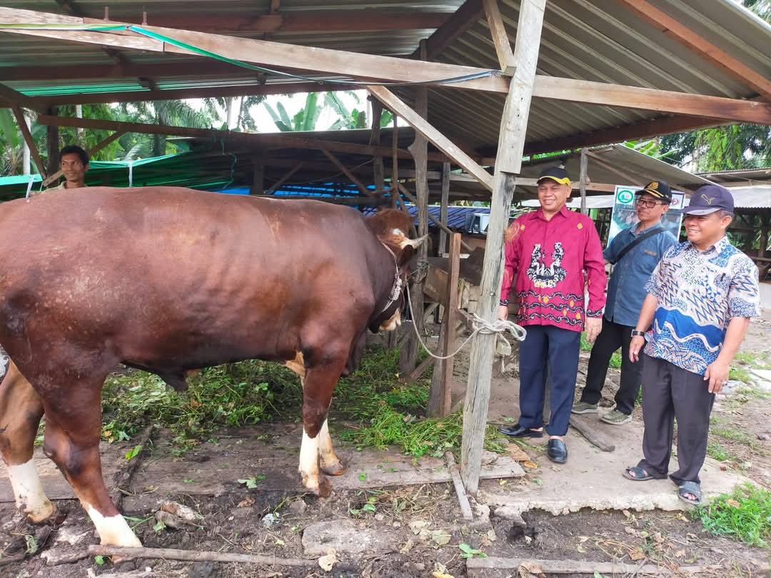 Pemkab Kobar Survey Sapi Kurban untuk Hibah, Pastikan Dalam Kondisi Sehat dan Layak