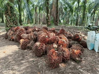Harga TBS Sawit di Kalteng Turun Rp 44,88 per Kg untuk Periode Pertama Juni 2025
