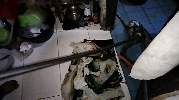 Piton Beraksi di Kost Putri Tewah, Tim Rescue Disdamkarmat Turun Tangan Evakuasi