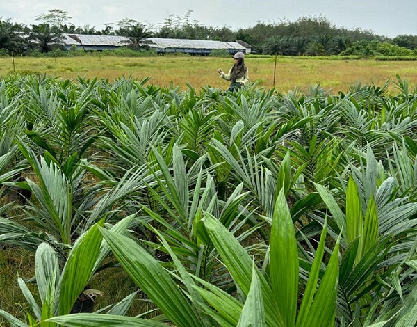 Pengawasan Terpadu Benih Kelapa Sawit, UPT BP3B Pastikan Standar Mutu Terpenuhi