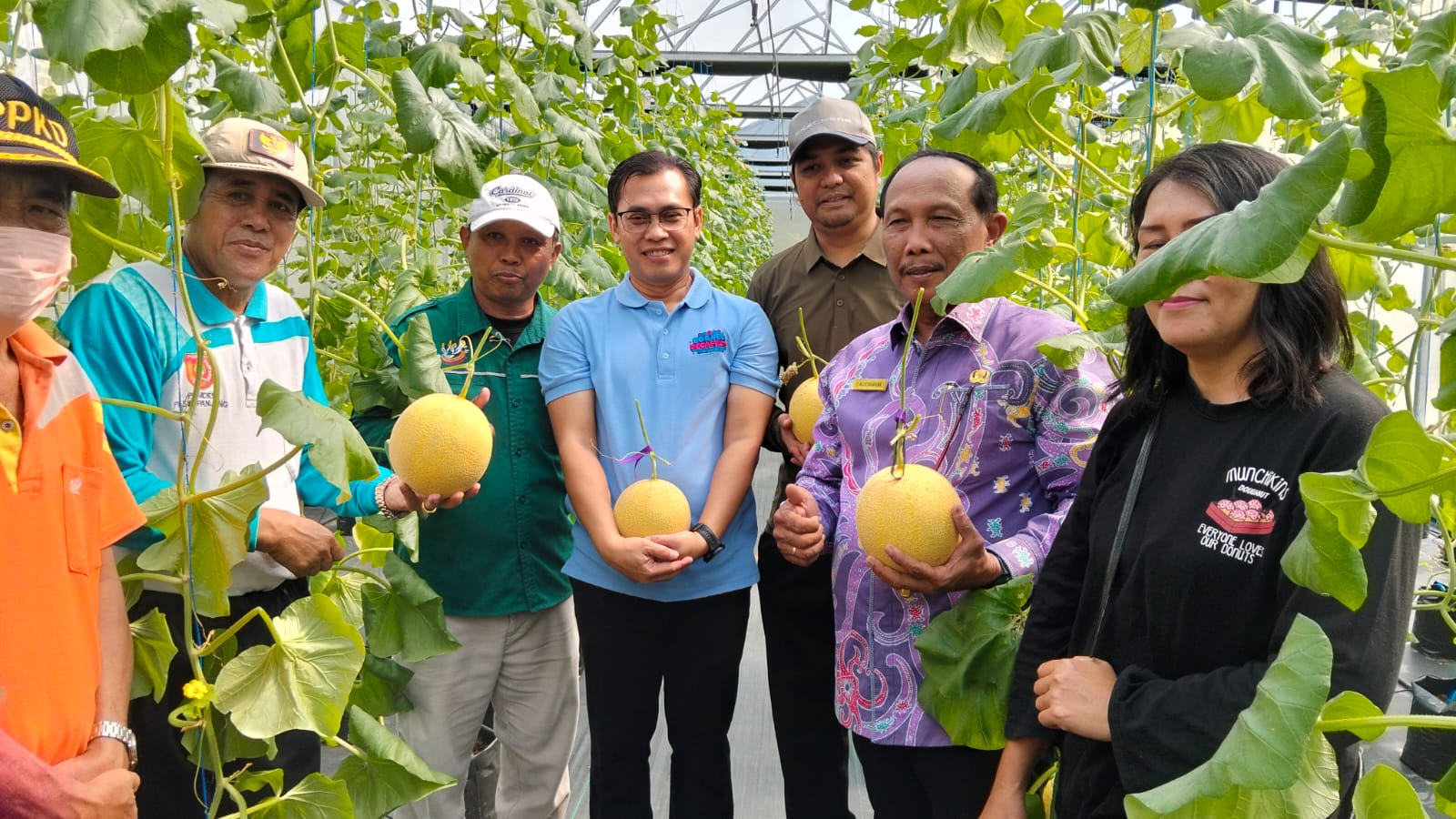 Panen Perdana Melon Premium di Pasir Panjang, Tawarkan Harapan Baru bagi Pertanian Kobar