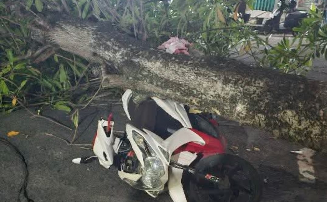 Pohon Apel Hias Tumbang di Jalan Ramai Pangkalan Bun, BPBD Evakuasi hingga Larut Malam