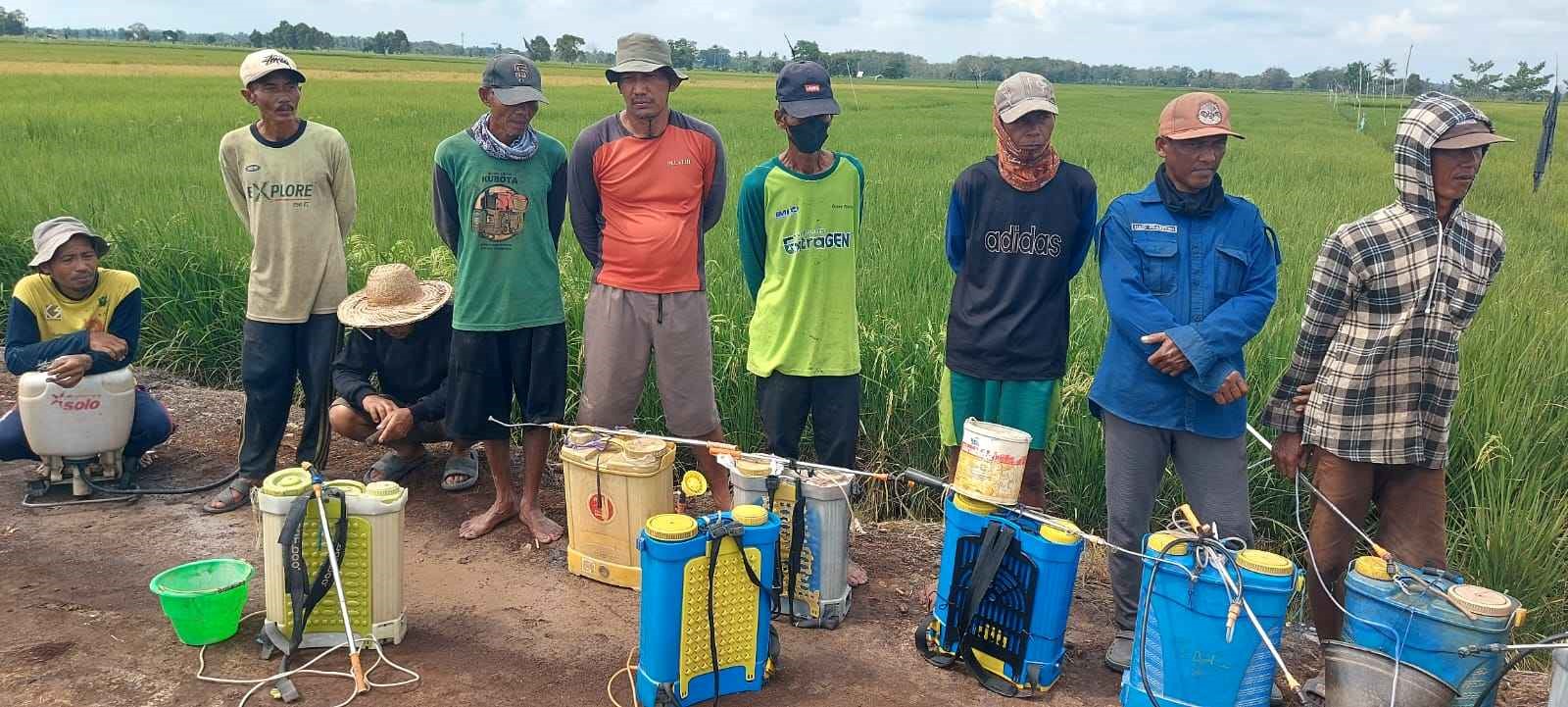 Dinas TPHP Kalteng Lakukan Gerdal Tangani Hawar Daun di Lahan Padi Kapuas