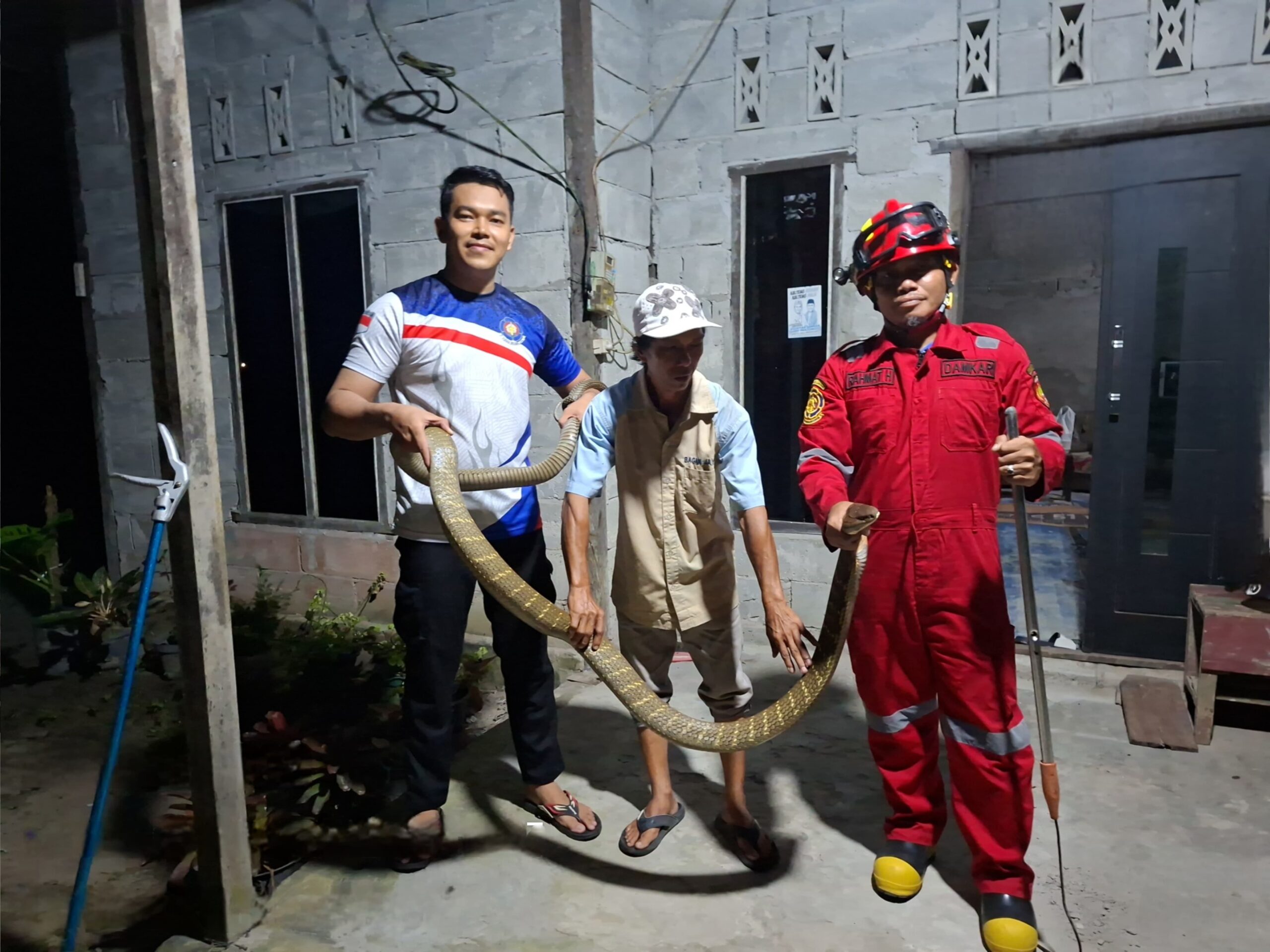 King Cobra 4 Meter Gegerkan Warga Kelurahan Baru, Damkar Evakuasi dalam 3 Menit