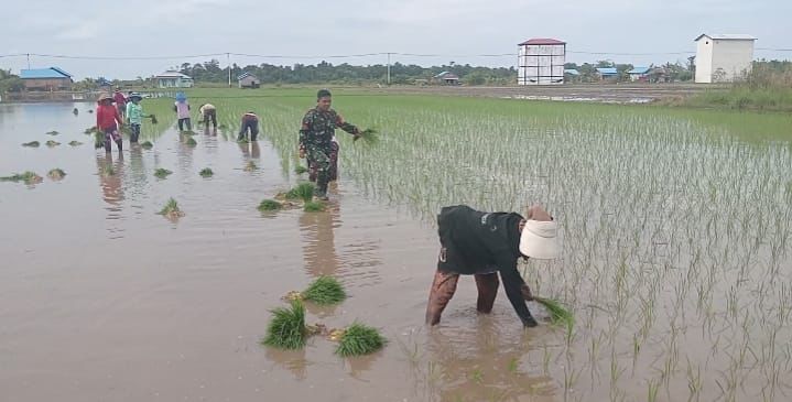 Babinsa Katingan Kuala Turun ke Sawah, Bantu Petani Siapkan Musim Tanam