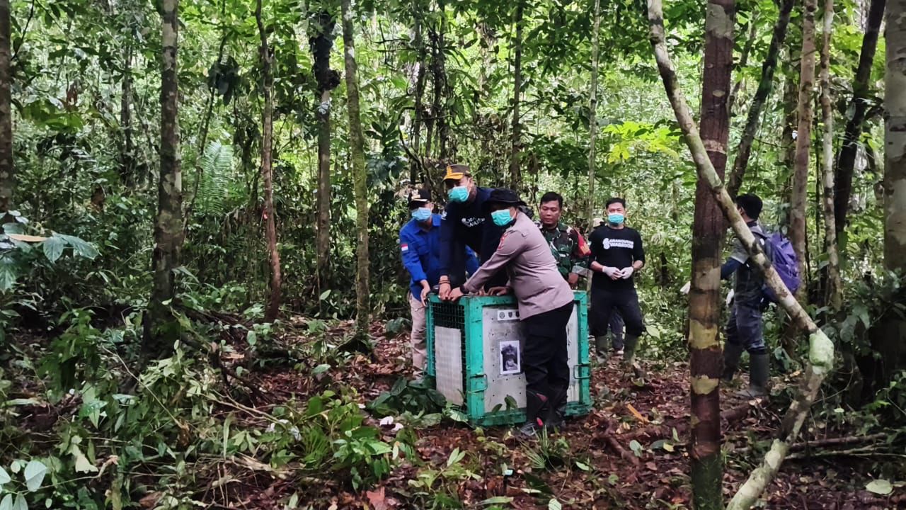 Dubes Denmark dan Kapolsek Marikit Lepas Orangutan ke Alam Liar