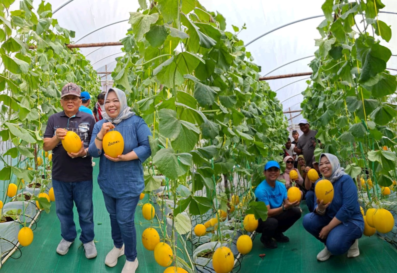 Panen Perdana Melon Premium di Kobar, Bupati: Bukti Petani Kita Bisa Go Nasional!