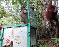 Pemprov Kalteng Tegaskan Komitmen Pelestarian Orangutan