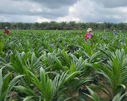 Ribuan Benih Sawit Lolos Standar Mutu Nasional