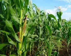 Barito Utara Kembangkan Jagung Hibrida Dukung Ekonomi Kerakyatan