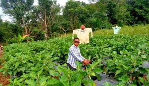 Keberhasilan Petani Trinsing Jadi Inspirasi Warga