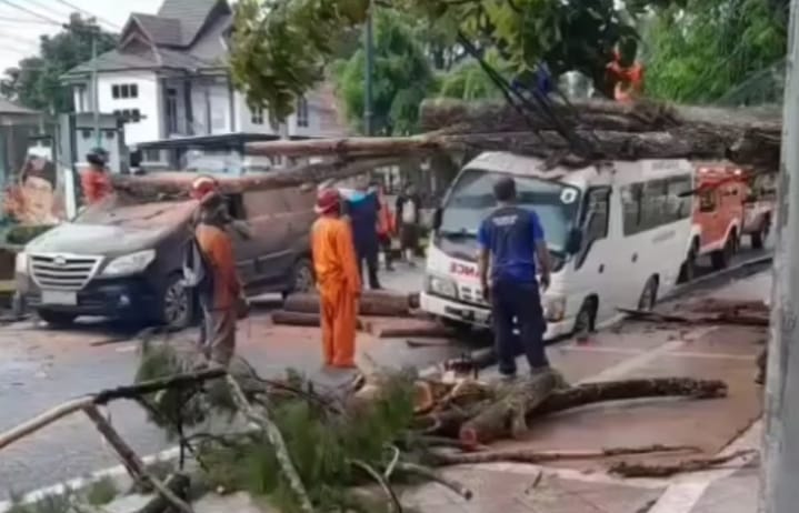 Pohon Tumbang di Pangkalan Bun, Ambulans dan Mobil Innova Ringsek Tertimpa