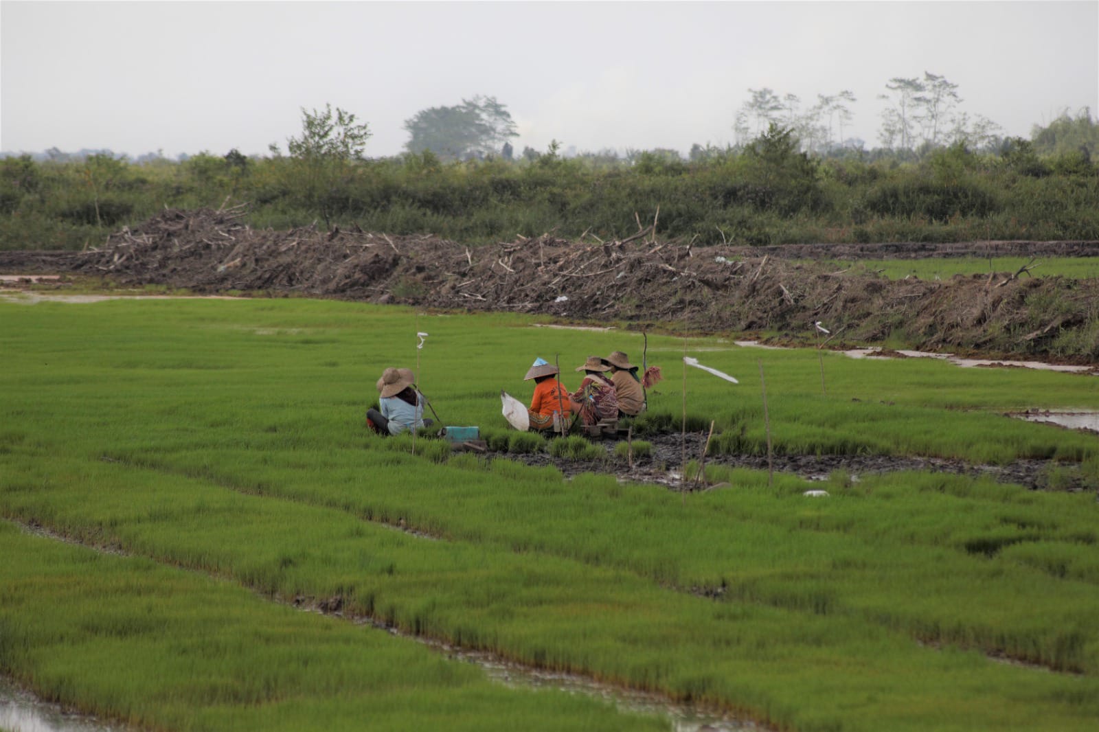 Cetak Sawah Kalteng Capai 53,31 Persen, Program Ketahanan Pangan Terus Diperkuat