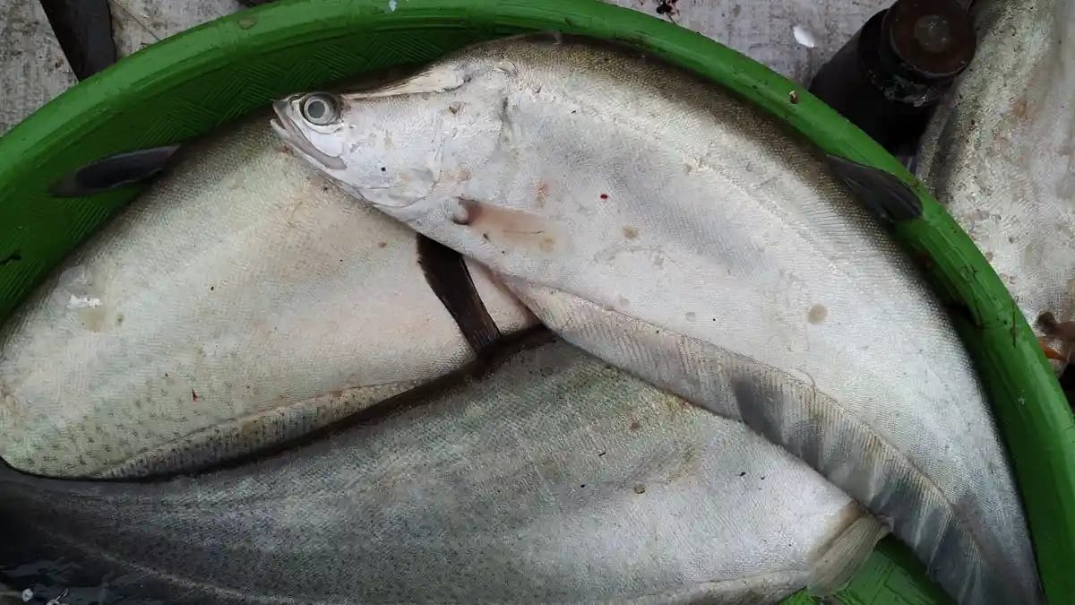 Bahan Baku Tak Stabil, UMKM Olahan Perikanan di Kalteng Hadapi Masalah Produksi