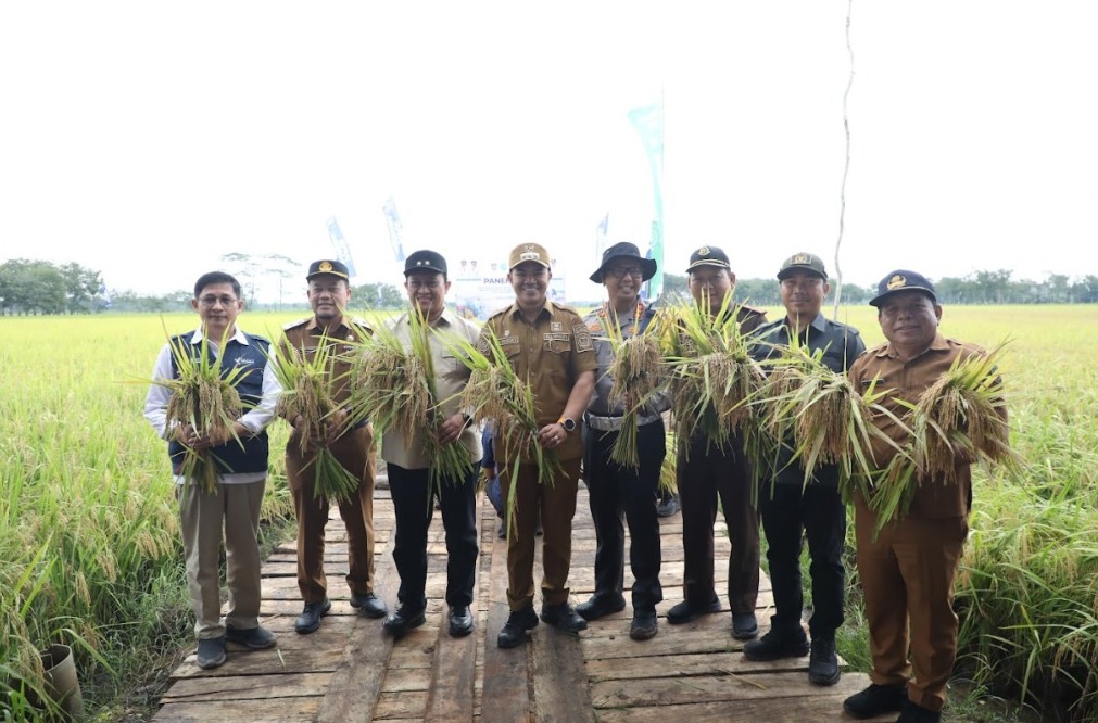 Pemprov Kalteng Dukung Panen Raya Demplot Padi di Pulang Pisau