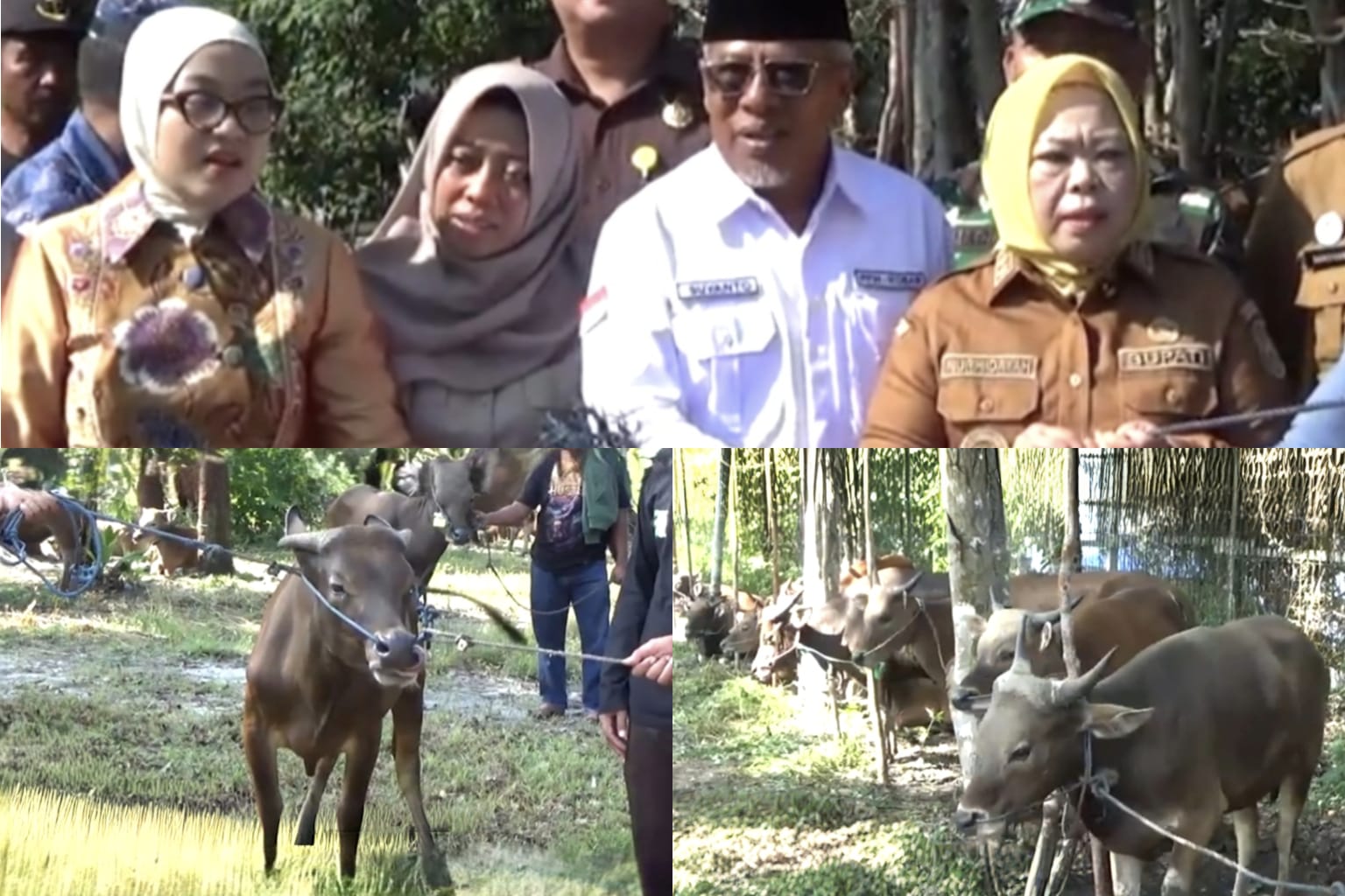 Waket DPRD Kobar Sri Lestari Hadiri Penyaluran 163 Hewan Kurban di Pangkalan Bun