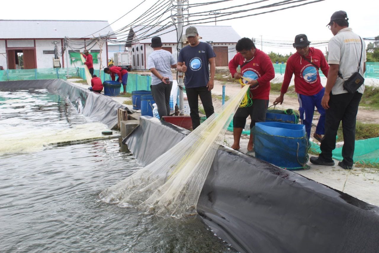 Pemprov Kalteng Genjot Industri Udang Vaname, Gandeng OJK Perluas Pembiayaan