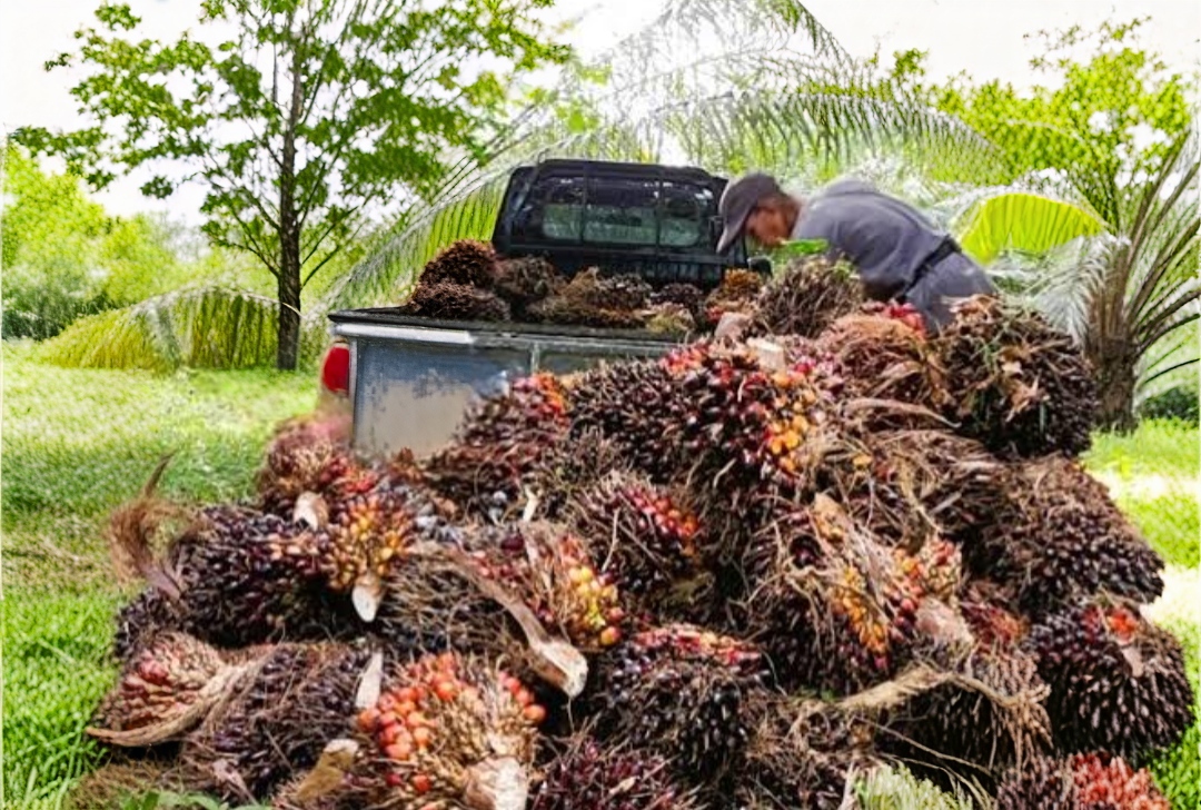 Harga Sawit Swadaya di Kalteng Turun Lagi, TBS Kini Rp 3.442 per Kilogram