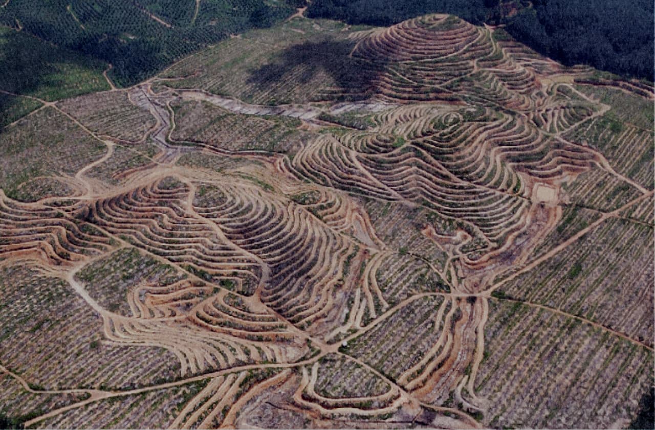 Deforestasi Kalimantan Menggila, WALHI Desak Pemerintah Hentikan Ekspansi Industri Ekstraktif