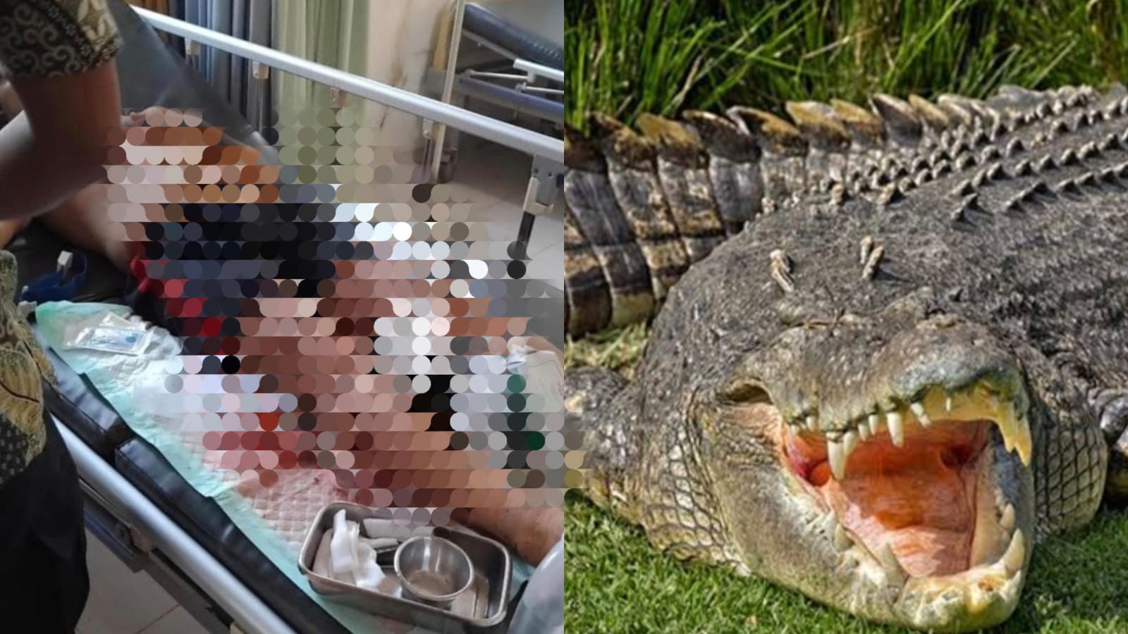 Teror Buaya di Sungai Jampau, Karyawan Perkebunan Nyaris Tewas Saat Cari Ikan