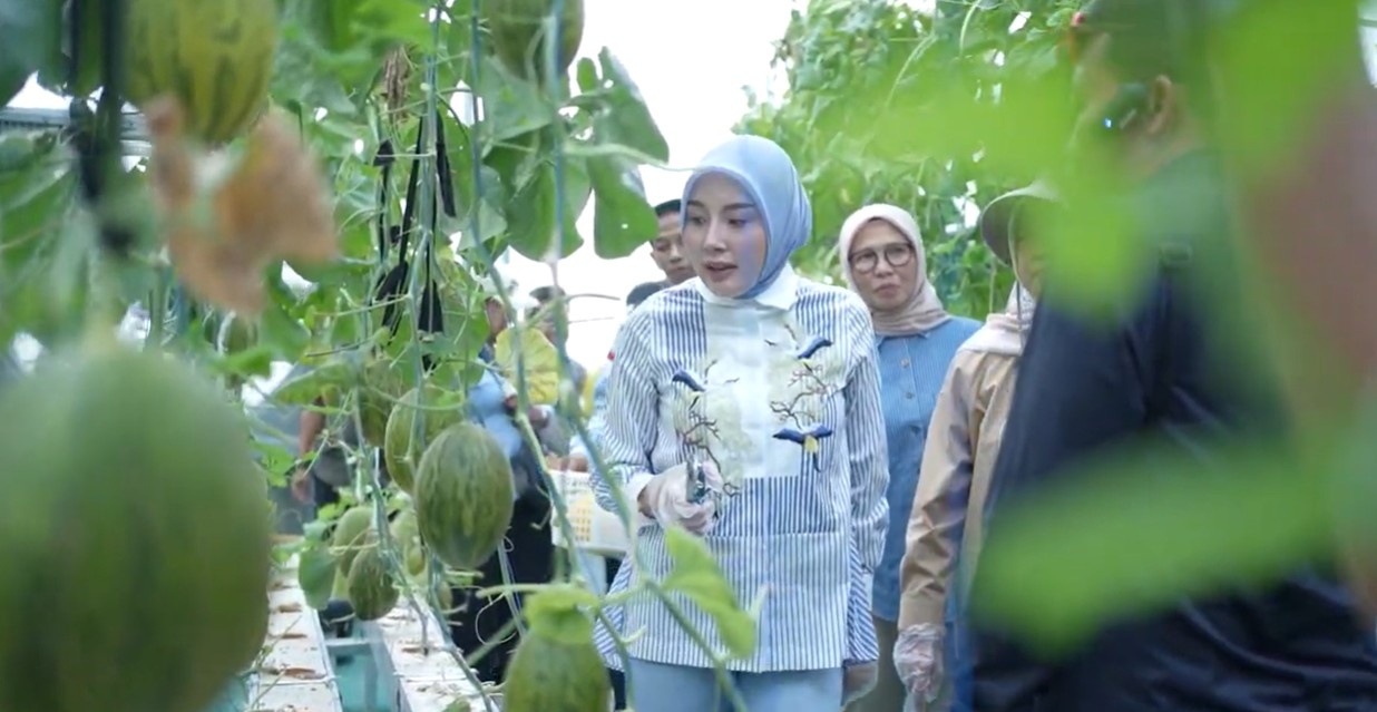 Panen Melon, Ketua TP PKK Kalteng Dorong Keluarga Manfaatkan Pekarangan untuk Ketahanan Pangan