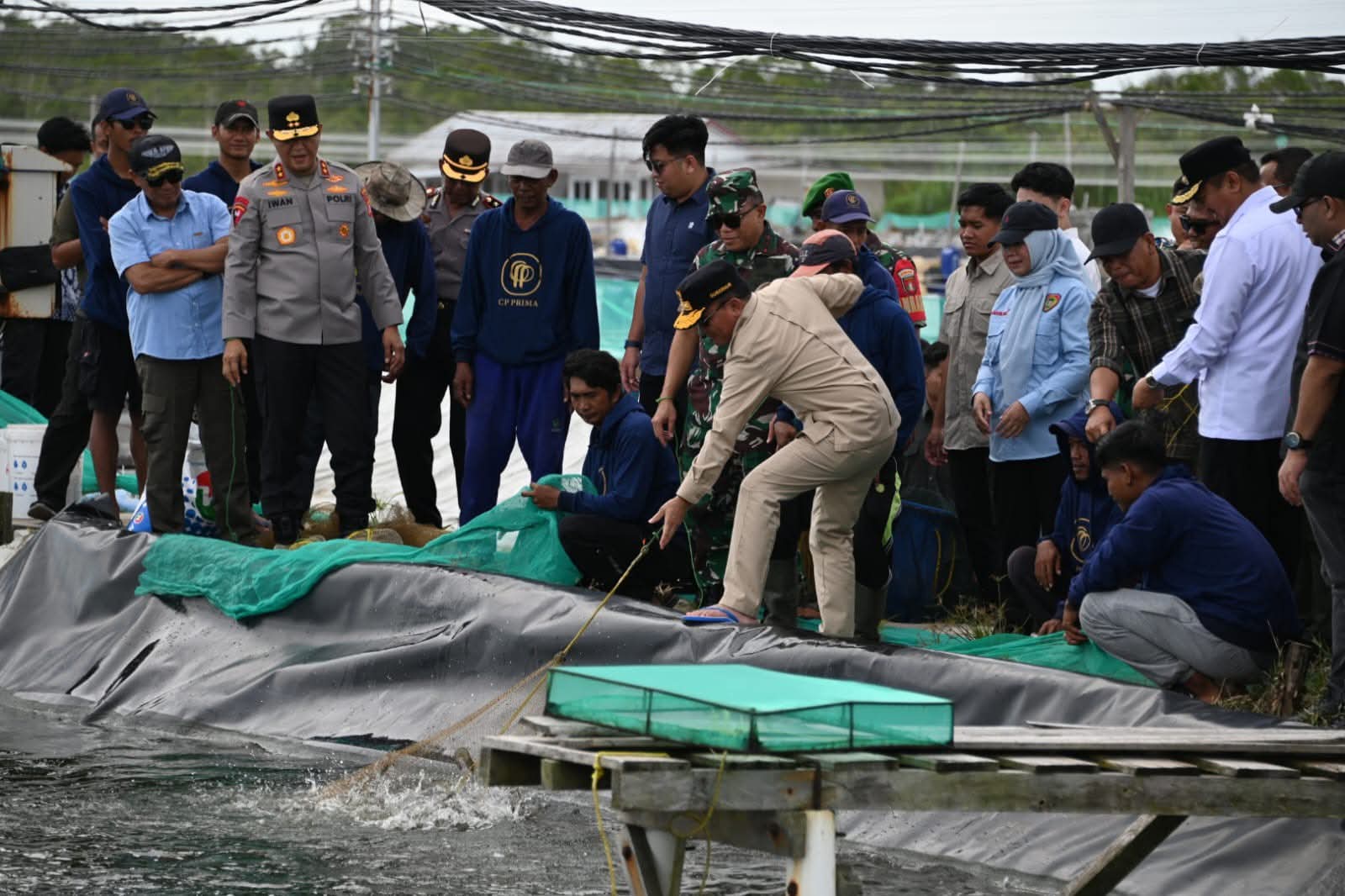 Gubernur Kalteng Panen Udang Vaname dan Tebar Benur di Sukamara