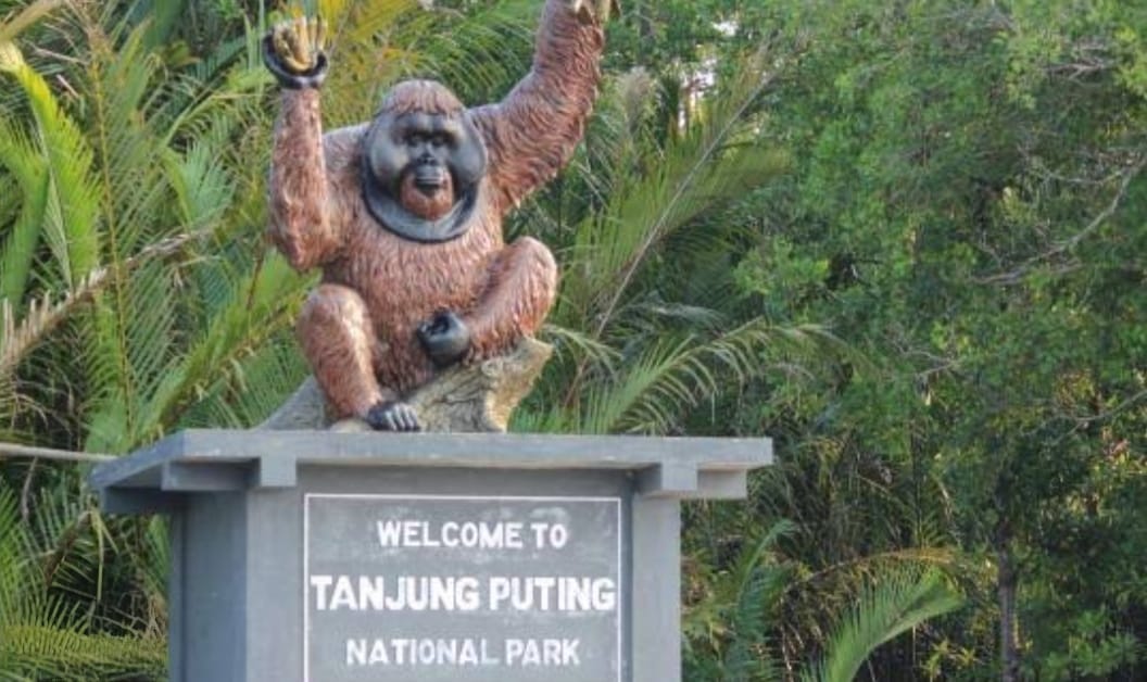 Asap Karhutla Kepung Kobar, Liburan Turis Asing ke Tanjung Puting Mulai Terganggu