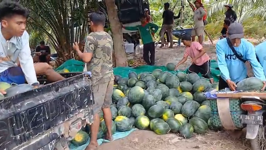 Panas El Nino Bawa Berkah, Petani Semangka Sei Bakau Raup Cuan Miliaran