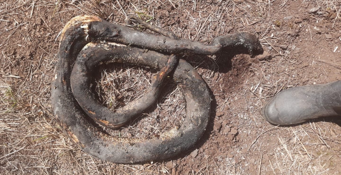 Api Karhutla Kobar Tak Kenal Ampun, Puluhan Ular Ditemukan Hangus Terbakar