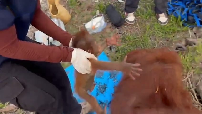 Terjebak di Lahan Terbakar, Induk dan Bayi Orangutan di Kobar Berhasil Diselamatkan